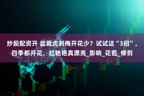 炒股配资开 盆栽虎刺梅开花少？试试这“3招”，四季都开花，红艳艳真漂亮_影响_花苞_修剪