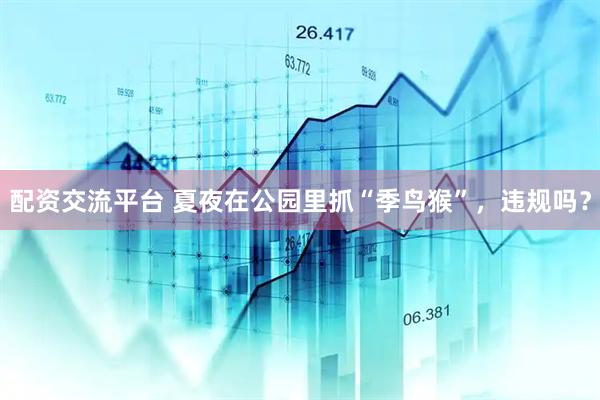 配资交流平台 夏夜在公园里抓“季鸟猴”，违规吗？